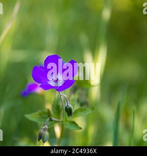 Belle fleur d'été de la grue de bois près par un fond vert Banque D'Images
