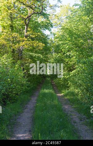 Route de campagne entourée d'un feuillage vert luxuriant, une journée d'été lumineuse Banque D'Images