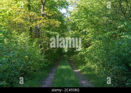 Tunnel de végétation luxuriante par une route de campagne en été Banque D'Images