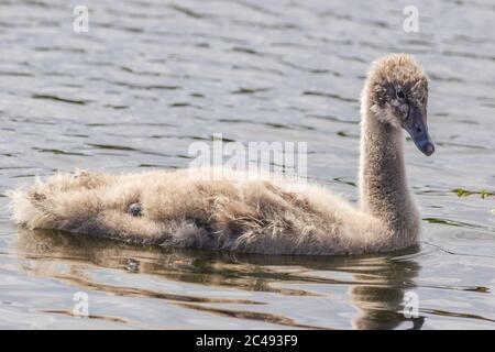 Cygne noir (Cygnus atratus) cygnet. Coolangatta, Queensland, Australie. Banque D'Images