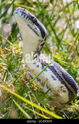 Python de tapis côtier (Morelia spilota mcdoweli) sur le bord du lac Cudgen, Nouvelle-Galles du Sud, Australie Banque D'Images