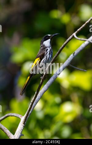 honeyeater à joues blanches (Phylidonyris niger). Pottsville, Nouvelle-Galles du Sud, Australie. Banque D'Images