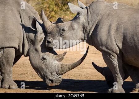 Un gros plan sur la tête de deux rhinocéros blancs avec un énorme corne dans la lumière chaude de l'après-midi dans Kruger Park Afrique du Sud Banque D'Images