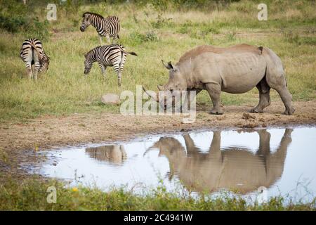 Un rhinocéros adulte marchant près de l'eau avec trois zèbre broutant à proximité dans le parc Kruger en Afrique du Sud Banque D'Images