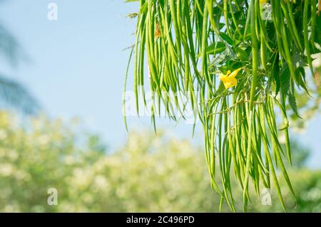 Branche d'arbre avec fleur jaune et longues gousses pendante. Tome stans. Banque D'Images