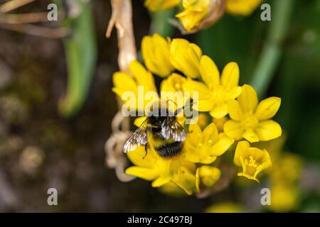 L'abeille tourne autour des pétales d'une fleur jaune en pleine fleur. Prise de vue macro avec arrière-plan bokeh vert Banque D'Images