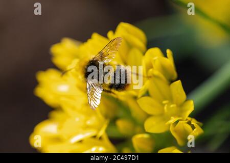 L'abeille tourne autour des pétales d'une fleur jaune en pleine fleur. Prise de vue macro avec arrière-plan bokeh vert Banque D'Images