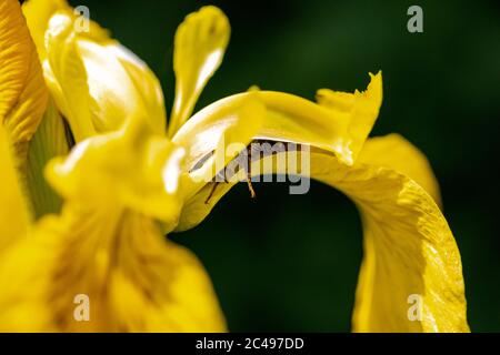 L'abeille émerge de l'intérieur des pétales d'un iris jaune en pleine floraison. Prise de vue macro avec arrière-plan bokeh vert Banque D'Images
