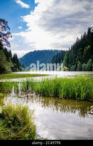 Le lac Red (également connu sous le nom de lac Ghilcoş) est un lac naturel à barrage dans le comté de Harghita, en Roumanie Banque D'Images