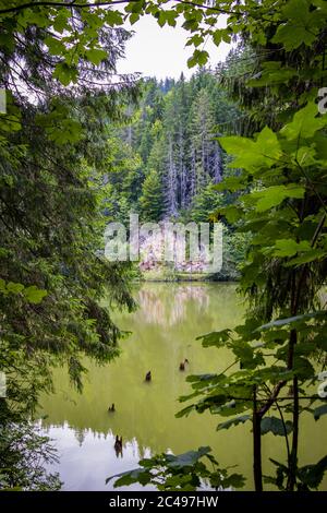 Le lac Red (également connu sous le nom de lac Ghilcoş) est un lac naturel à barrage dans le comté de Harghita, en Roumanie Banque D'Images