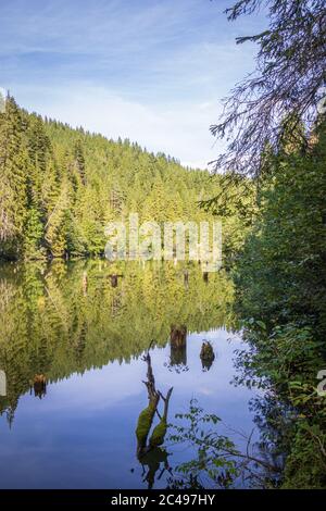 Le lac Red (également connu sous le nom de lac Ghilcoş) est un lac naturel à barrage dans le comté de Harghita, en Roumanie Banque D'Images