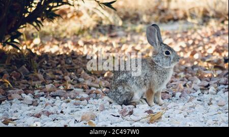 Mise au point sélective d'un lapin assis sous un ombragé bush entouré de feuilles et de pierres Banque D'Images