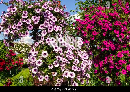 Pétunias jardin fleurs jardin plantes pétunias Surfinia Banque D'Images