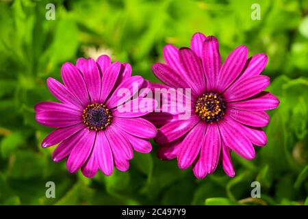 Gros plan de deux pâquerettes africaines Osteospermum Banque D'Images