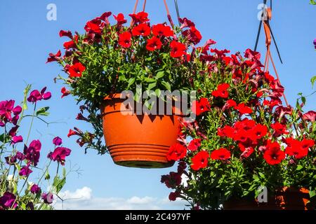 Panier suspendu pétunia rouge petunias Surfinia paniers suspendus Banque D'Images