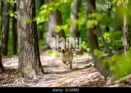 Berger australien marchant sur le chemin à travers la forêt à la frontière intérieure allemande, en train de courir des arbres ronds Banque D'Images