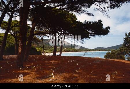 Images numérisées d'archives d'une Corse passée. Admirez les arbres et les fleurs fraîches sur une scène de plage dans la Corse-du-Sud Corse Banque D'Images