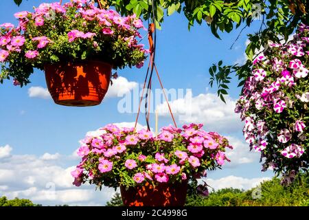 Plantes suspendues en pot pétunias en pots, pot pétunia, fleurs de jardin Banque D'Images