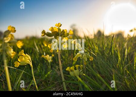 Cliché sélectif d'une fleur de bovin sur une herbe champ Banque D'Images