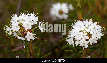 Marsh le thé du Labrador (Rhododendron Tomentosum) Banque D'Images