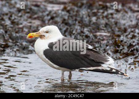 Grand guette à dos noir (Larus marinus) debout dans une piscine de roche Banque D'Images