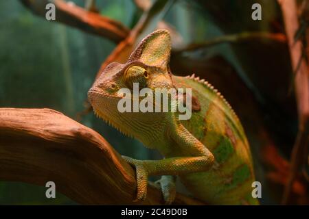 Chamaeleo Calyptratus caméléon, voilée, assise sur une branche d'un arbre dans un terrarium d'un zoo Banque D'Images