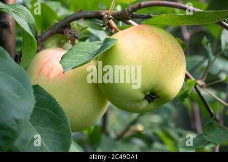 Deux pommes mûrissent sur un arbre dans un jardin d'été en gros plan. Banque D'Images