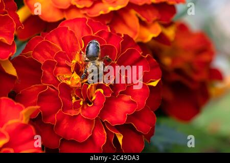 Le bourdon recueille le nectar d'une fleur de marigot sur un parterre fleuri dans un jardin d'été. Banque D'Images