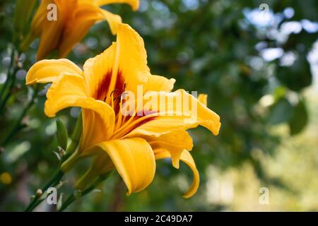 Lys jaune vif sur un lit de fleurs dans un jardin en été, gros plan Banque D'Images