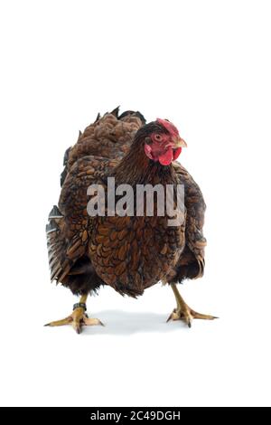 Gros Poulet lacé Wyandotte doré isolé en vue de face fond blanc Banque D'Images