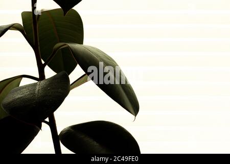 Maison verte plantes sur le rebord de fenêtre dans la chambre intérieure Banque D'Images