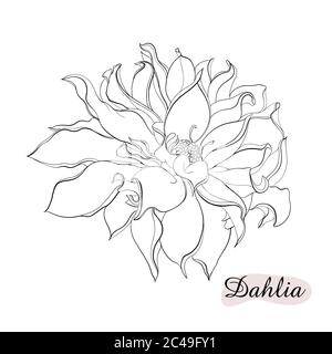 Belle fleur monochrome noire et blanche de dahlia isolée sur fond. Lignes de contour dessinées à la main. Pour les cartes de vœux et les invitations de mariage Illustration de Vecteur