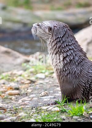 Loutre humide assis sur la rive de la rivière. Banque D'Images