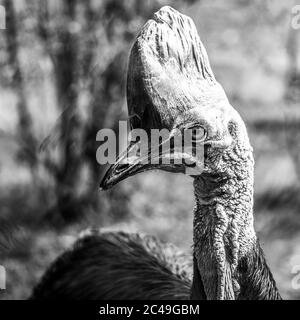 Soupière du sud, Casuarius casuarius, ratite oiseau vue rapprochée. Originaire de Papouasie-Nouvelle-Guinée, d'Indonésie et d'Australie, les forêts tropicales. Image en noir et blanc. Banque D'Images