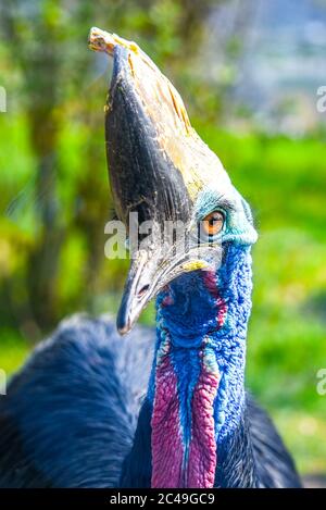 Soupière du sud, Casuarius casuarius, ratite oiseau vue rapprochée. Originaire de Papouasie-Nouvelle-Guinée, d'Indonésie et d'Australie, les forêts tropicales. Banque D'Images