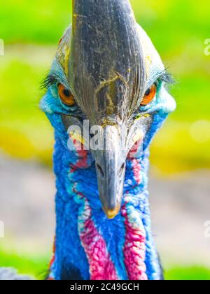 Soupière du sud, Casuarius casuarius, ratite oiseau vue rapprochée. Originaire de Papouasie-Nouvelle-Guinée, d'Indonésie et d'Australie, les forêts tropicales. Banque D'Images