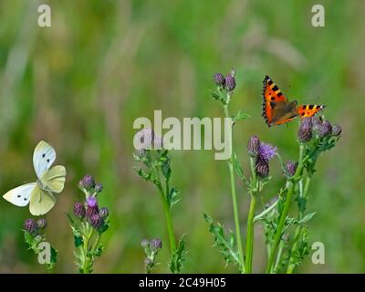 Petit papillon blanc Pieris rapaei et petit papillon Tortoiseshell Aglais urticae en vol Banque D'Images