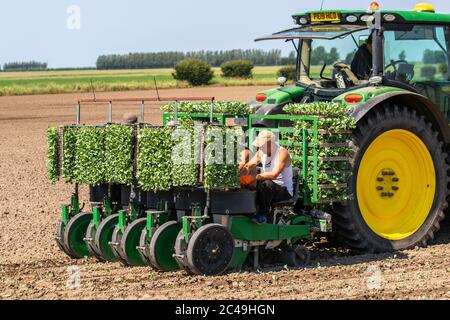 Machine automatique de plantation de chou à Tarleton, Lancashire.Météo au Royaume-Uni 25th juin 2020.Travailleurs agricoles manuels de l'UE plantant des plants de chou, à l'aide d'un tracteur John Deere 6155R, dans des sols secs à 30c, à l'aide d'un semoir automatique.Crédit : MediaWorldImages/AlamyLiveNews. Banque D'Images