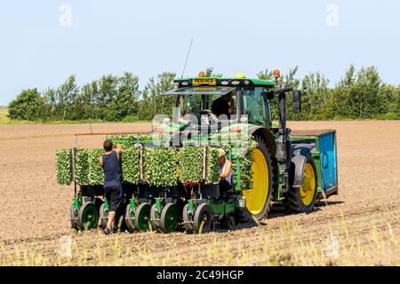 Machine automatique de plantation de chou à Tarleton, Lancashire.Météo au Royaume-Uni 25th juin 2020.Travailleurs agricoles manuels de l'UE plantant des plants de chou, à l'aide d'un tracteur John Deere 6155R, dans des sols secs à 30c, à l'aide d'un semoir automatique.Crédit : MediaWorldImages/AlamyLiveNews. Banque D'Images