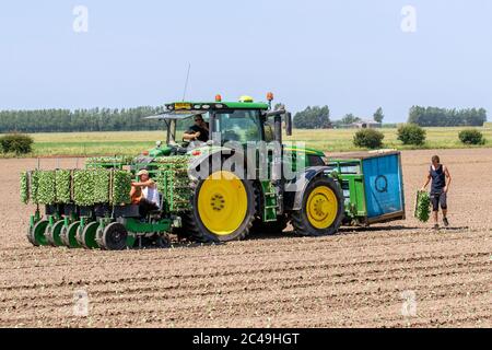 Machine automatique de plantation de chou à Tarleton, Lancashire.Météo au Royaume-Uni 25th juin 2020.Travailleurs agricoles manuels de l'UE plantant des plants de chou, à l'aide d'un tracteur John Deere 6155R, dans des sols secs à 30c, à l'aide d'un semoir automatique.Crédit : MediaWorldImages/AlamyLiveNews. Banque D'Images