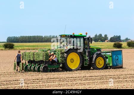 Machine automatique de plantation de chou à Tarleton, Lancashire.Météo au Royaume-Uni 25th juin 2020.Travailleurs agricoles manuels de l'UE plantant des plants de chou, à l'aide d'un tracteur John Deere 6155R, dans des sols secs à 30c, à l'aide d'un semoir automatique.Crédit : MediaWorldImages/AlamyLiveNews. Banque D'Images