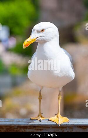 Oiseau de mouette au Forum romain, Rome, Italie. Banque D'Images