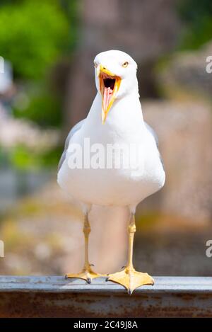 Mouette criant avec un large bec ouvert. Vue avant. Banque D'Images