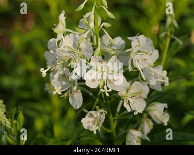 Chamaenerion angustifolium 'Album', Epilobium angustifolium alba, blanc Rosebay Willowherb Banque D'Images