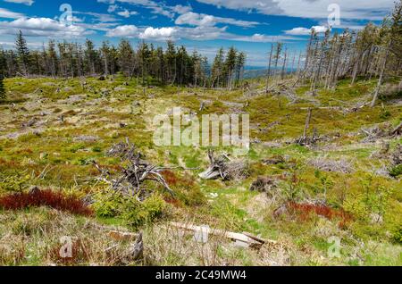 Vue panoramique d'un délayage avec de vieux troncs d'arbres avec une chaîne de montagnes en arrière-plan Banque D'Images