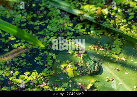 Une grenouille verte comestible, Pélophylax kl. Esculentus, sur une feuille de nénuphars. Grenouille européenne commune, grenouille d'eau commune ou grenouille verte. Photo de haute qualité Banque D'Images