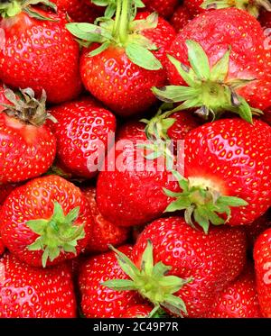 Fond plein cadre avec des fraises entières juteuses et fraîches avec des feuilles vertes. Banque D'Images