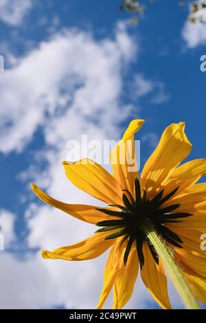 Gros plan vertical à angle bas d'une fleur jaune vif avec le ciel bleu derrière Banque D'Images