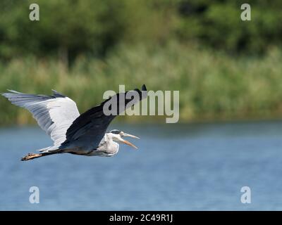 Un héron gris (Ardea cinerea) en vol au-dessus du lac crime au parc national Daisy NOOK à Oldham, par une chaude journée ensoleillée Banque D'Images