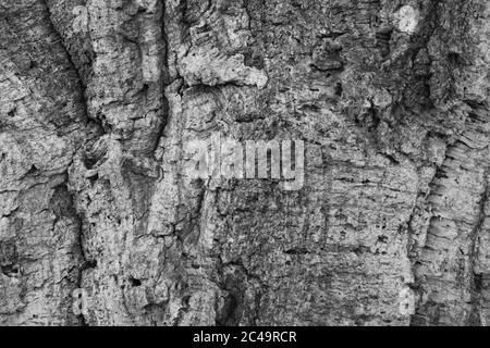 Gros plan d'une écorce d'arbre fortement texturée avec de la lumière et des couleurs gris foncé pour le contraste Banque D'Images